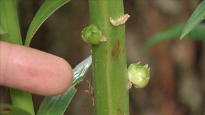 Propagating Liliums - Gardening Australia