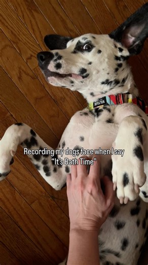 My dog does not like the word BATH. #funnyanimals #bathtime #dalmatian