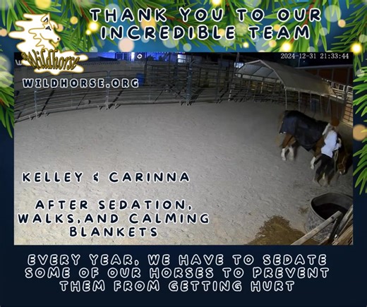 A Firework Shift is what our volunteers do on certain holidays. They give up time with their families and friends to watch over our rescued animals during the terrorizing activity that sounds like we are in a war zone. This lasts for days and hours before, during, and after certain holidays in our area. It's incredibly stressful and we are so thankful to have such an incredible team! | Wildhorse