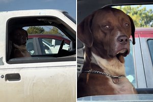 Dog filmed in car gives side-eye—viewers can't handle how human she looks