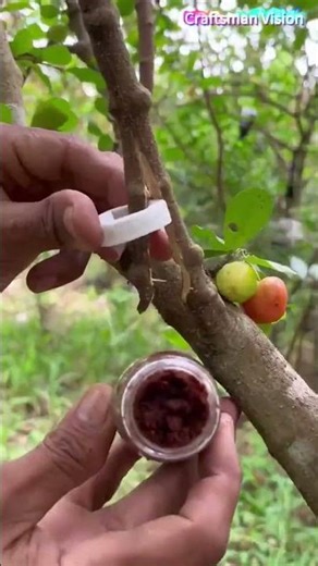 Fruit tree mound layering Propagation Technique