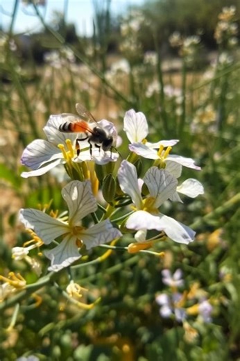 Biological Diversity | Pollinators