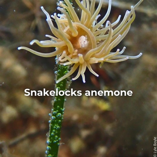 2.1K views · 47 reactions | Join the Restoration Forth seagrass team...