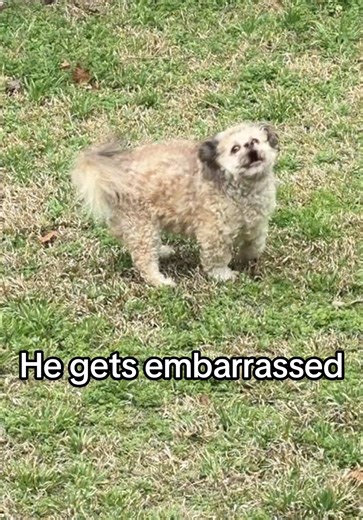 Lil’ Max (@max.hawt.dawg)’s video of max and sketch