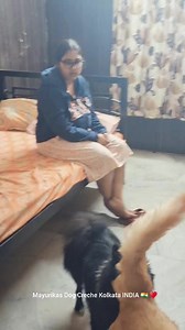 4.4K views · 85 reactions | #dodo the spitz baby arrives for the first time and he is going to stay for a long period of time _____❤️ | Mayurikas PET Shop Mayurikas DOG Creche | Facebook