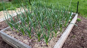A peek under the row cover! What is a row cover? It's the best organic gardening defense against insects! And every time you peek under you get the wonderful surprise of seeing how much your plants have grown. Here is a pic of my spinach and broccoli bed... ￼#organicgardeningrocks #growyourown #plantcoolseasoncropsnow #happyplants #newtogardeningwecanhelp | Natureworks Organic Garden Center