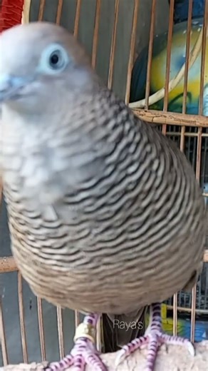 Local turtle doves have a crystal clear topcer sound for bait that responds immediately