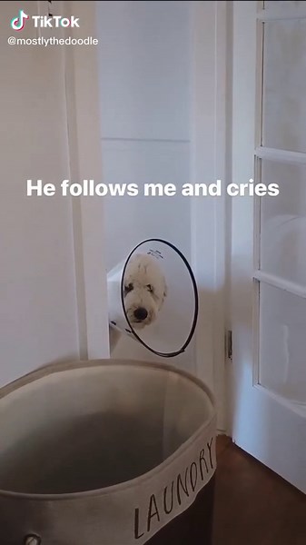 Golden Doodle's Heartwarming Recovery Journey