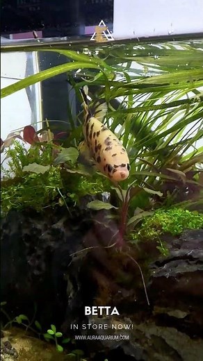 🐟✨ Behold the Giant Betta – Aquatic Royalty! ✨🐟