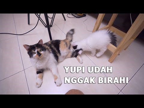 Cara Meredakan Birahi Kucing Betina (YUPI)