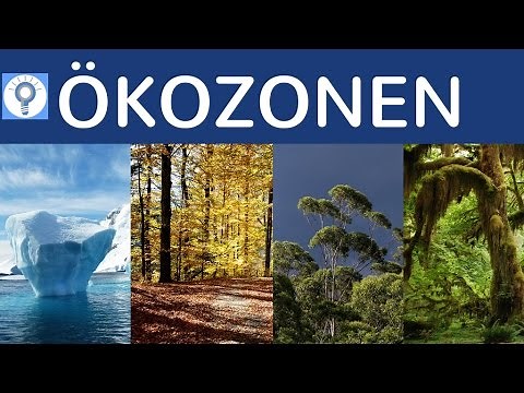 Ökozonen - Klimazonen & Vegetationszonen einfach erklärt - Überblick Geografische Landschaftszonen