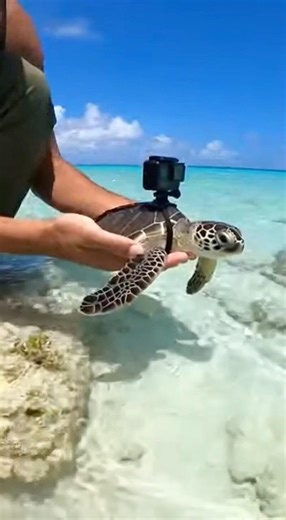 Tiny Sea Turtle Leads Camera Into a Surreal Underwater World