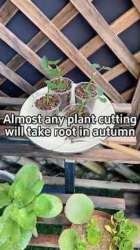 Almost any plant cutting will take root in autumn!