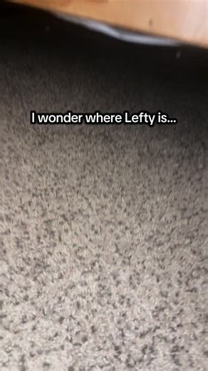 Lefty’s New Sleeping Spot: Ferret Life Unveiled