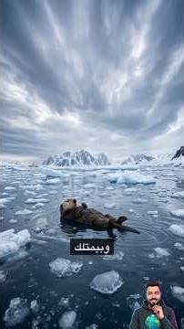 الحيوان الذي يستخدم الأدوات مثل البشر! 🤯 #SeaOtter #Nature #Wildlife #Ocean #AmazingFacts