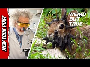 Are ‘Horned’ Rabbits a Sign of The Apocalypse? Scary Virus Explained | Weird But True