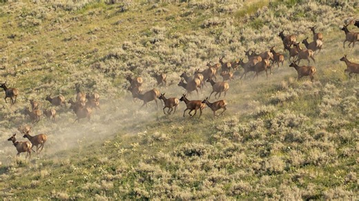 New study reveals human intervention may be necessary to respond to elk migration: 'Can enable continued access'