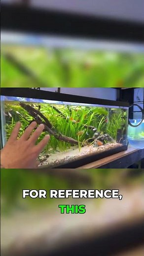 Essential Gear for Your First Planted Aquarium! #aquarium #fishtank