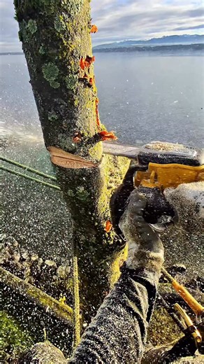 The French Treeller 🇫🇷🪵🪓 on Instagram: "🎄 JEU CONCOURS DE NOËL 🎄 🎁 Cette année, le Père Noël est passé un peu en avance… Avec @thefrenchtreeller et @dewalt_fr , on vous fait gagner une élagueuse de folie 🪚⚡ 👉 La toute nouvelle élagueuse 54V DeWALT – DCMCST632 Ça fait des mois que vous voyez cette bête dans mes stories 👀🔥 Et bonne nouvelle : elle sera disponible début 2026… mais l’un d’entre vous pourra l’avoir avant tout le monde 🎅✨ 👇 Pour participer : ✅ Être abonné à @thefrenchtree