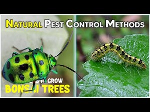 Natural Pest Control Secrets You Need To Know | Organic Pest Control Methods