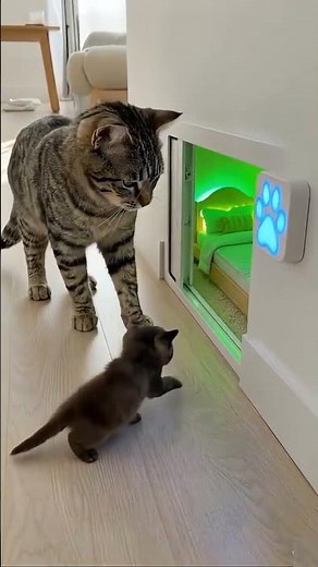 Maman Chat et Bébé Chat Technologie