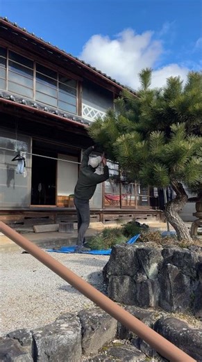 #165 I Bought a 100-Year-Old House | My First Time Pruning a Pine Tree — Harder Than I Expected ①