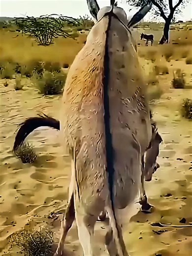 Understanding Donkey Behavior in 2050