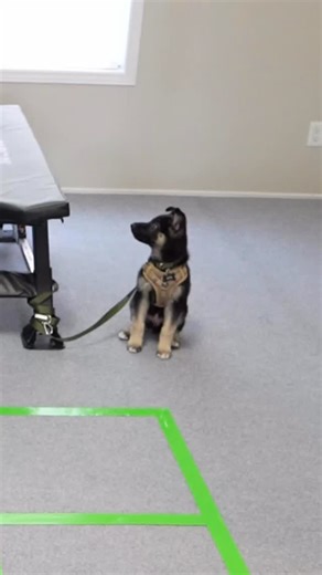 Nick Pro on Instagram: "Parkour Tic Tac Toe + Puppy 🐶"