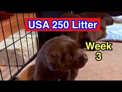 WATCH These Labrador PUPPIES GROW! USA 250 Litter WEEK 3!