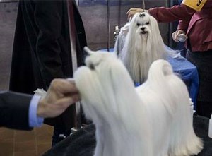 24K views · 76 reactions | The Westminster Dog Show welcomes new breeds | The Times of India | Facebook