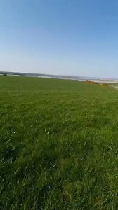 Fairy trees are all over Ireland. Usually a lone hawthorn in the middle of a field. They've been around forever and sometimes mark a burial or something else mysterious and ancient. Nobody touches a fairy tree. It's protected by the fairies. Would they mind if I left a brother Martin name tag for Company? You me I'm happy Ma bubba | Timmy Mallett