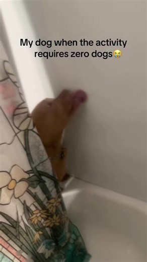 Funny Dog Moments During Shower Time
