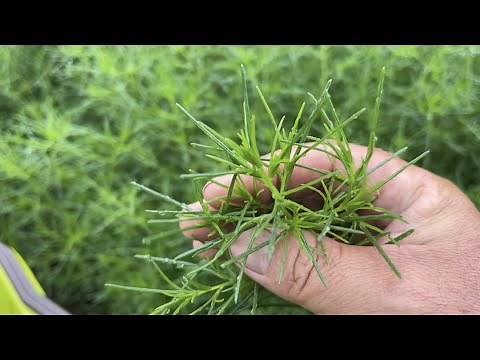 スーパーフード野菜栽培４つの育て方【家庭菜園オススメ】21/7/8