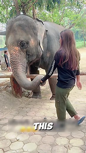 The Elephant Gently Embraces Her Companion