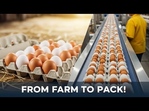 How Eggs Are Processed & Packed in Factories 🔥 Full Step-by-Step Process Revealed