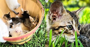 Louisiana Man Rescues 13 Kittens, Instantly Becomes ‘America’s Cat Dad’