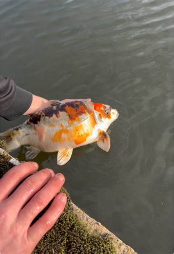 Poisson rempli d’aura : Découvrez la magie des carpes koi