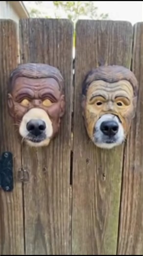 "You’ve never seen anything this funny! 😂 Two adorable dogs 🐶 peek through a gate that has decorative masks — making it look like they’re wearing them! Their curious eyes and little tongues sticking out make this moment unbelievably cute and realistic. 🥰🐾 #FunnyDogs #CutePets #DogComedy #RealisticMoments #ViralReel" | FunFact Blast