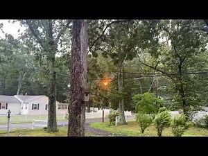 Tree branch falls on power lines - high voltage electricity