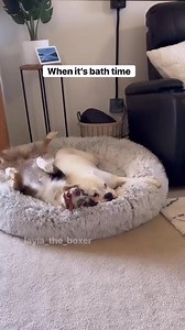 1.1M views · 51K reactions | When it’s bath time  | Layla the Boxer | Facebook