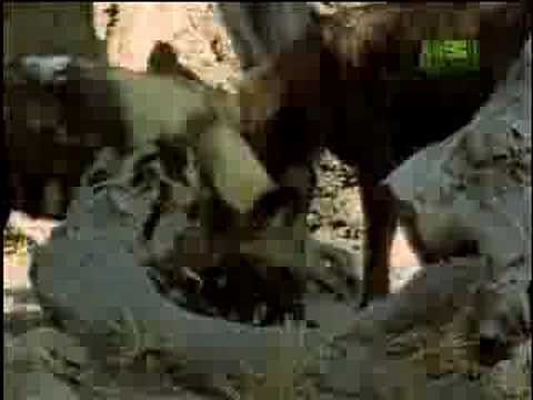 Fooled by Nature - Wild Dog Table