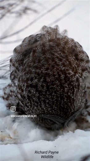 Owl Eats Rabbit #owl #nature #prey #fyp #fypシ゚viral #fy #foryou #wildlife #animals #bird #explore