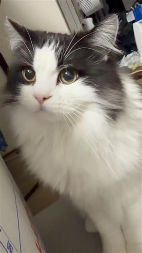 飼い主と遊んでくれる猫 #ねこのいる生活 #ねこ動画 #cat #みゃおです