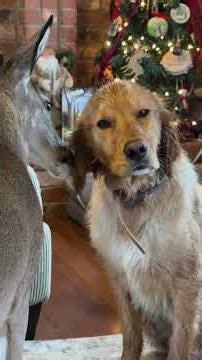 Top 5 Dogs With Cool Friends #dog #dogshorts #cute #animals #dogvideos