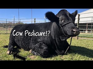 Hoof trimming for Cattle