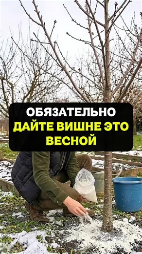 Весенняя подкормка вишни для богатого урожая