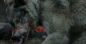 ‘Out Come the Wolves’ Exclusive Trailer – ‘Backcountry’ Director’s New Survival Thriller