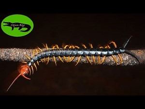 INSANE Giant Centipede Hunting in Louisiana! - Search for the Texas Redheaded Centipede!