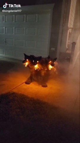 Strange Cerberus Encounter in My Front Yard
