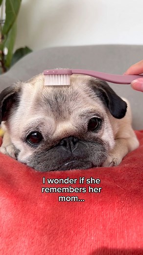 1M views · 32K reactions | This wet toothbrush trend probably is so old, but I still wanted to try it 凉 I’m not sure if Loulou still remembers her mom after 9 years, but it’s safe to say that she liked it! Also, Loulou’s puppy eyes are the most adorable reaction ever 殺 #pug #dog #dogsofinstagram #pugsofinstagram #WeeklyFluff | Loulou the pug | Facebook